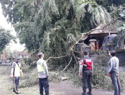 Aparat Polres dan BPBD Tabanan, Evakuasi Pohon Tumbang Akibat Angin Kencang