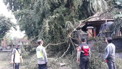 Aparat Polres dan BPBD Tabanan, Evakuasi Pohon Tumbang Akibat Angin Kencang