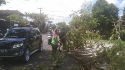 Aparat Evakuasi Pohon Tumbang 