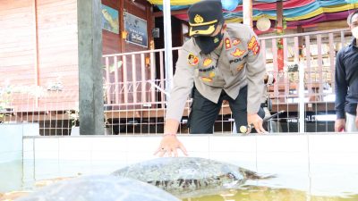 Kapolres Jembrana Ungkap Kasus Penyelundupan 9 Ekor Penyu Hijau 