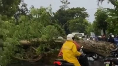 Pohon Perindang Tumbang Halangi Jalur Denpasar-Singaraja