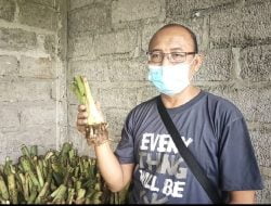 Petani Tegallinggah Menanam Talas Beneng.