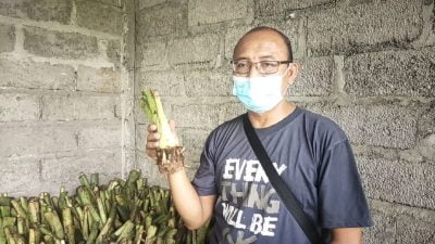 Petani Tegallinggah Menanam Talas Beneng.