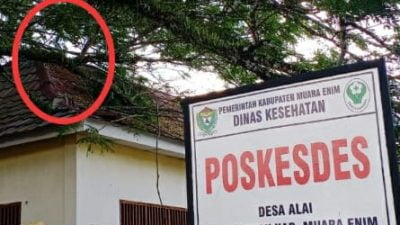 Beringin Tua Di Persimpangan 3 Desa Alai Resahkan ,Warga Minta Bantuan Pihak Terkait