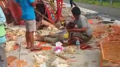 Truk Angkut Ayam Kecelakaan Di Tol Kalianda Satu Orang Meninggal Dunia