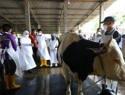 Jelang Idul Adha Khofifah Sidak Langsung Distribusi Vaksin PMK di Jatim