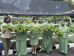 Kreatif Dan Produktif, Persit KCK Kodim Klungkung Panen Sayur Hidroponik