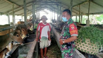 Real Aksi Tangkal PMK, Kodim Klungkung Bersama Instansi Terkait Terus Bergerak