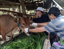 Antusiasme Satgas PMK Gianyar, Laksanakan Vaksin di Desa Temesi