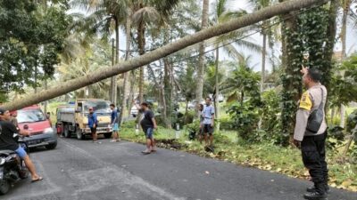 Bhabinkamtibmas Desa Penarungan Datangi TKP Pohon Tumbang