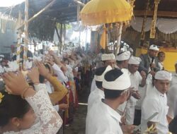 Upacara Melaspas, Pecaruan dan Mendem Pedagingan Merajan Siwa Kawitan Semeton Sandi Pawitra Desa Sambangan Sukasada