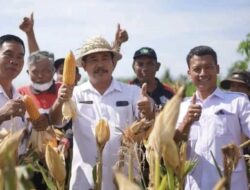 Wabup Kasta Panen Jagung Varietas Hibrida Pertiwi-3