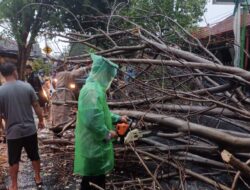 Hujan Deras dan Angin Kencang di Buleleng Sebabkan Pohon Tumbang
