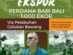 ‘Ekspor’ Perdana Babi Bali Via Pelabuhan Celukan Bawang Dikirim Sebanyak 1.000 Ekor Penuhi Permintaan Pasar Singkawang Kalimantan Barat