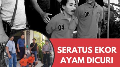 Seratus Ekor Ayam Dicuri, Polsek Gerokgak Tangkap Dua Pelaku