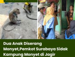 Dua Anak Diserang Monyet, Pemkot Surabaya Sidak Kampung Monyet di Jagir