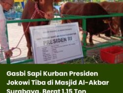 Gasbi Sapi Kurban Presiden Jokowi Tiba di Masjid Al-Akbar Surabaya, Berat 1.15 Ton