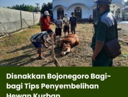 Disnakkan Bojonegoro Bagi-bagi Tips Penyembelihan Hewan Kurban
