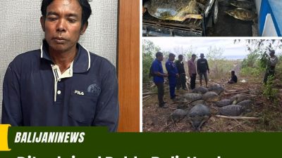Ditpolairud Polda Bali, Ungkap Penangkapan Penyu Hijau