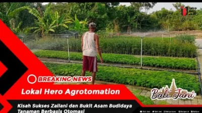 Lokal Hero Agrotomation , Kisah Sukses Zailani dan Bukit Asam Budidaya Tanaman Berbasis Otomasi