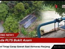 Ada PLTS Bukit Asam, Petani Tetap Garap Sawah Saat Kemarau Panjang