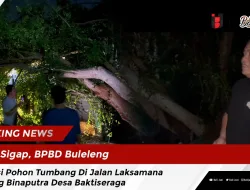 Sigap, BPBD Buleleng Atasi Pohon Tumbang Di Jalan Laksamana Gang Binaputra Desa Baktiseraga