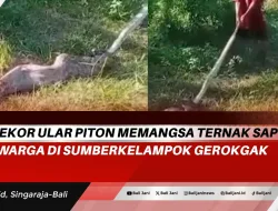 Seekor Ular Piton Memangsa Ternak Sapi Warga di SumberKelampok Gerokgak
