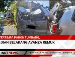 Tertimpa Pohon Tumbang, Bagian Belakang Avanza Remuk