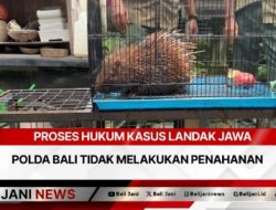 Proses Hukum Kasus Landak Jawa Polda Bali Tidak Melakukan Penahanan