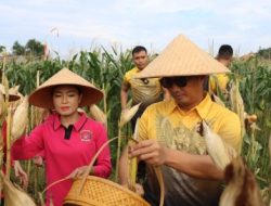 Polres Buleleng Panen Jagung, Siap Amankan Swasembada 2025!