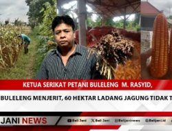 Petani Buleleng Menjerit, 60 Hektar Ladang Jagung Tidak Terjual