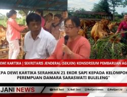Sekjen KPA Dewi Kartika Serahkan 21 Ekor Sapi Kepada Kelompok Sangha Perempuan Damara Saraswati Buleleng