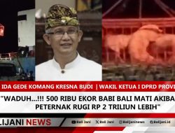 Waduh…!!! 500 Ribu Ekor Babi Bali Mati Akibat ASF, Peternak Rugi Rp 2 Triliun Lebih