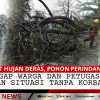 Akibat Hujan Deras, Pohon Perindang Tumbang