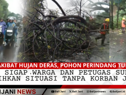 Akibat Hujan Deras, Pohon Perindang Tumbang