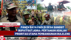 Bupati Buleleng I Nyoman Sutjidra bersama Danrem 163/WSA Brigjen TNI Ida I Dewa Agung Hadisaputra saat mengikuti panen raya padi varietas Ciherang di Desa Sangsit, Kecamatan Sawan, Kabupaten Buleleng.