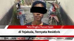 Pencuri ayam di Tejakula ditangkap polisi