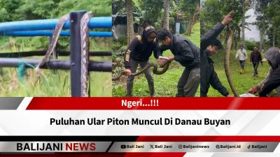 ular piton danau buyan