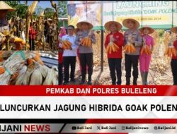 Pemkab dan Polres Buleleng Luncurkan Jagung Hibrida Goak Poleng