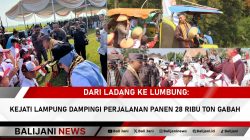 Kejati Lampung dampingi panen ribuan ton gabah di Lampung Timur