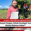 Jaga Ketahanan Pangan, Polsek Gerokgak Tanam Jagung Dilahan Belasan Hektar