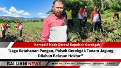Penanaman jagung oleh Polsek Gerokgak untuk ketahanan pangan Polsek Gerokgak