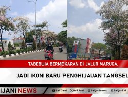Tabebuia Bermekaran di Jalur Maruga, Jadi Ikon Baru Penghijauan Tangsel