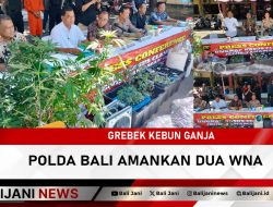 Grebek Kebun Ganja Polda Bali Amankan Dua WNA