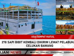 Usai Sempat Hiatus, 278 Sapi Bibit Kembali Dikirim Lewat Pelabuhan Celukan Bawang
