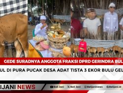 Gede Suradnya Anggota Fraksi DPRD Gerindra Buleleng Bayar Kaul di Pura Pucak Desa Adat Tista 3 Ekor Bulu Geles