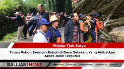 Wabup Tjok Surya Tinjau Pohon Beringin Roboh di Desa Getakan, Yang Akibatkan Akses Jalan Terputus