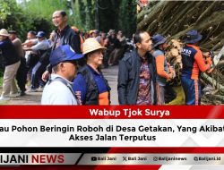 Wabup Tjok Surya Tinjau Pohon Beringin Roboh di Desa Getakan, Yang Akibatkan Akses Jalan Terputus