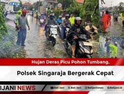 Hujan Deras Picu Pohon Tumbang, Polsek Singaraja Bergerak Cepat