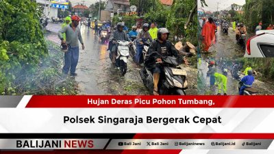 Hujan Deras Picu Pohon Tumbang, Polsek Singaraja Bergerak Cepat
